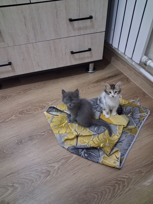 Котята хорошенькие ищут ручки