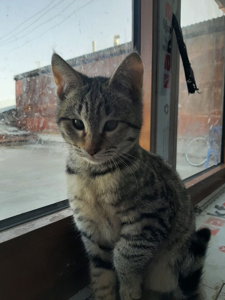 Отдам даром в хорошие руки.