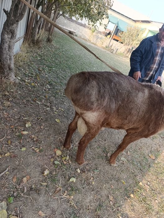 Хисори кучкор сотилади