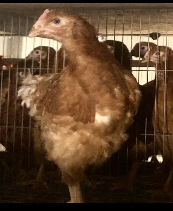 De ce să cumperi puicuțele direct din fermă avicolă Balagri?