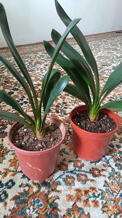 Прекрасная Кливия