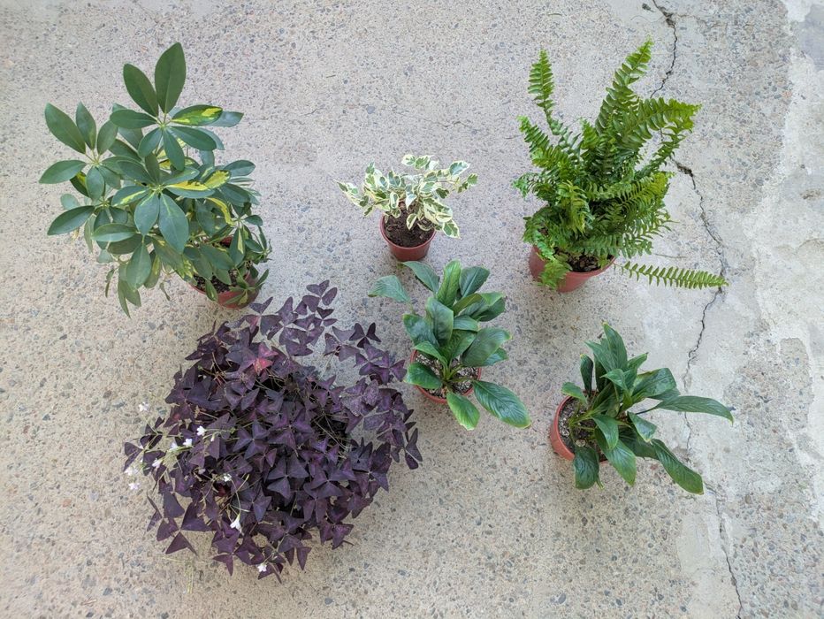 Комнатные растения срочно