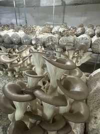 Вешенки грибы свежие