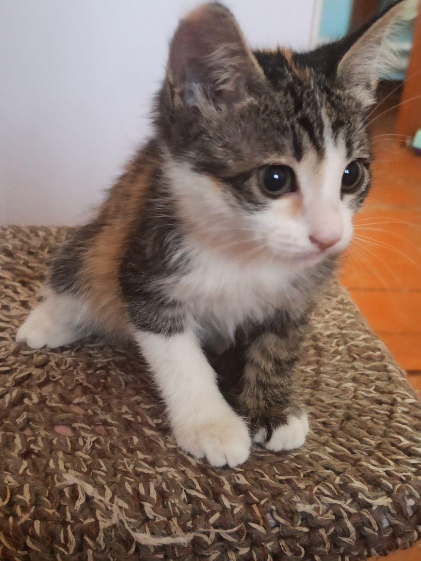 котята 2 месяца 1 кот и 2 кошки