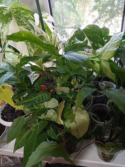 Укорененные растения и срезы