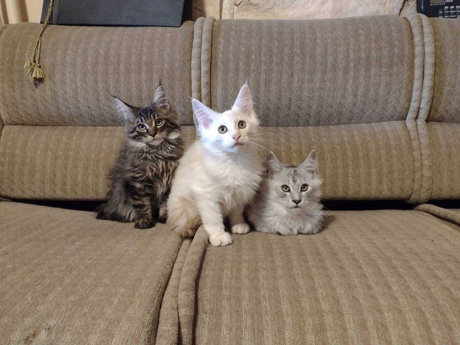 Мъжки котета Мейн Куун