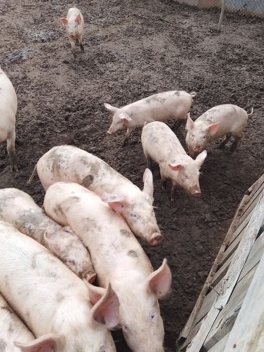 Продавам прасета за угояване