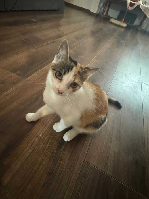 Pisicute adoptie