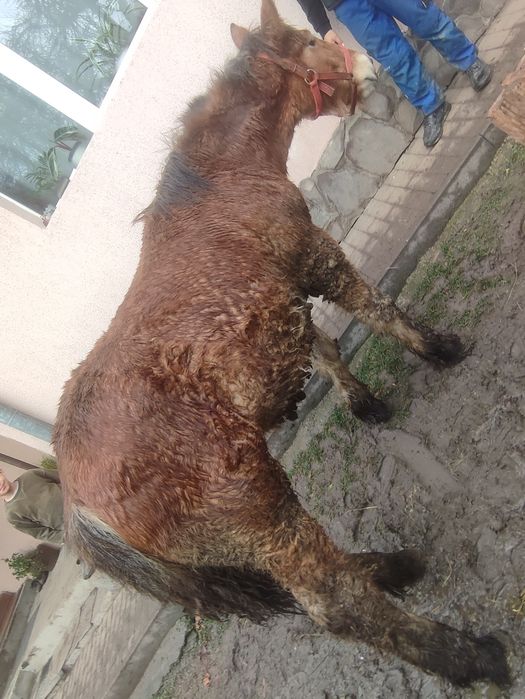 Mânz de vânzare tânăr