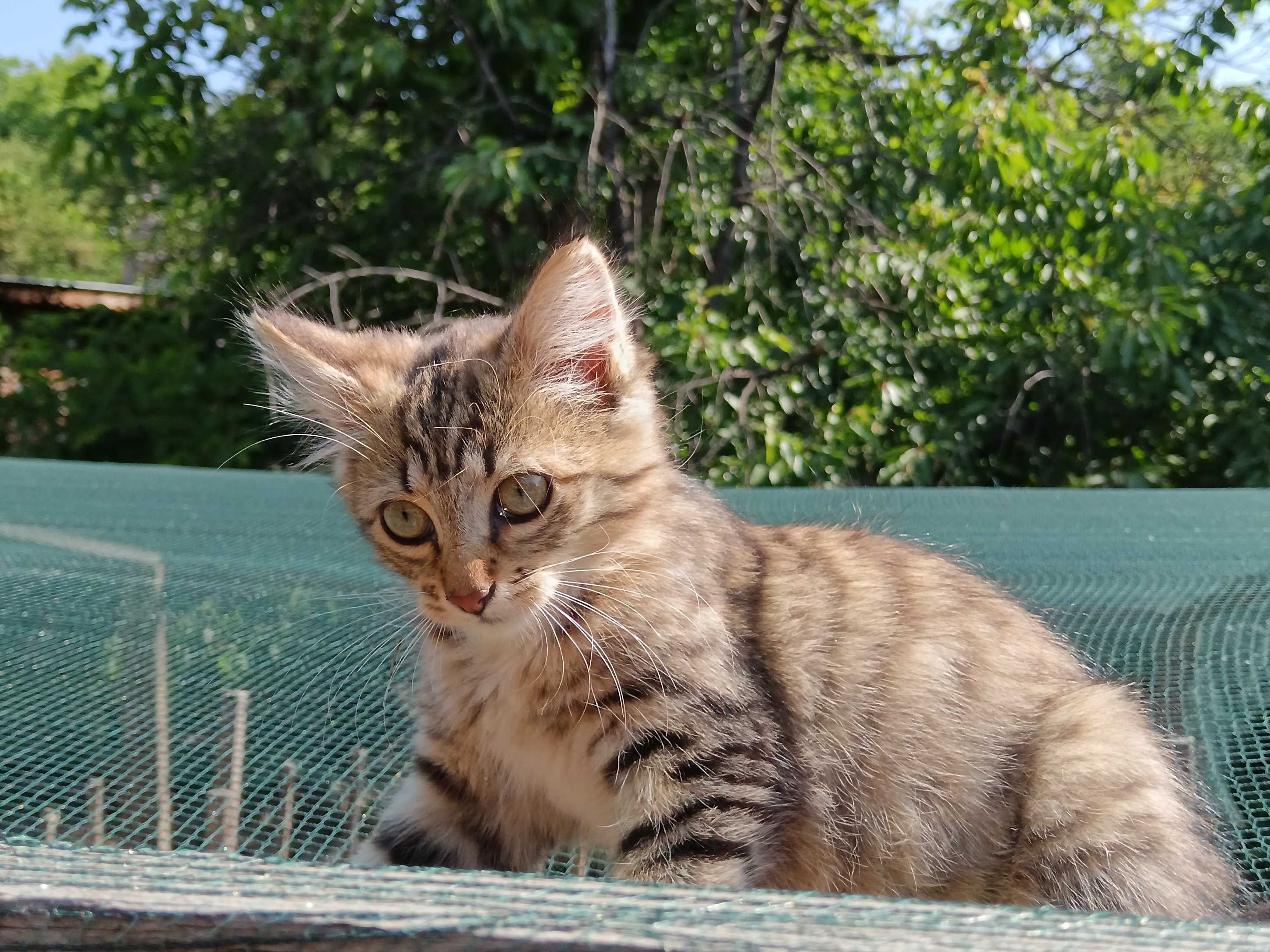 Подарявам женско коте
