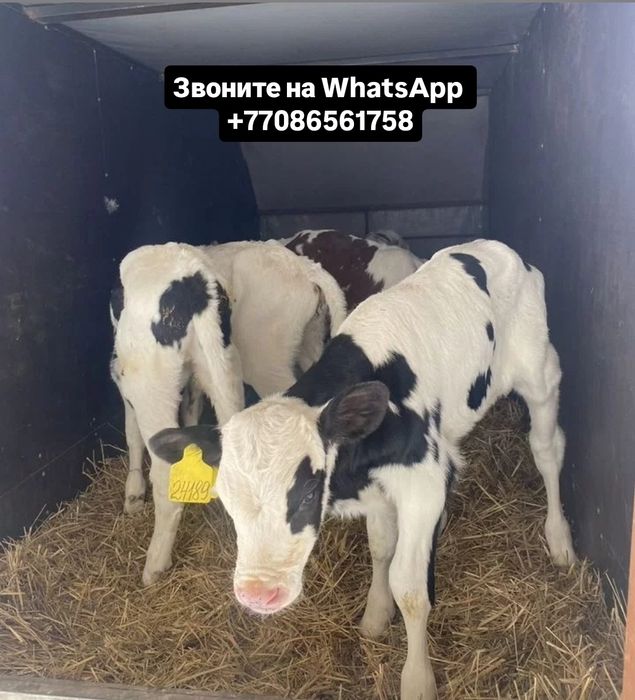 Бичек телята Молодняк зжж