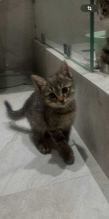 Отдам котят бесплатно