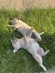 Labrador retriever alb