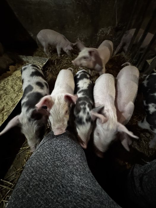 Продавам домашни прасета
