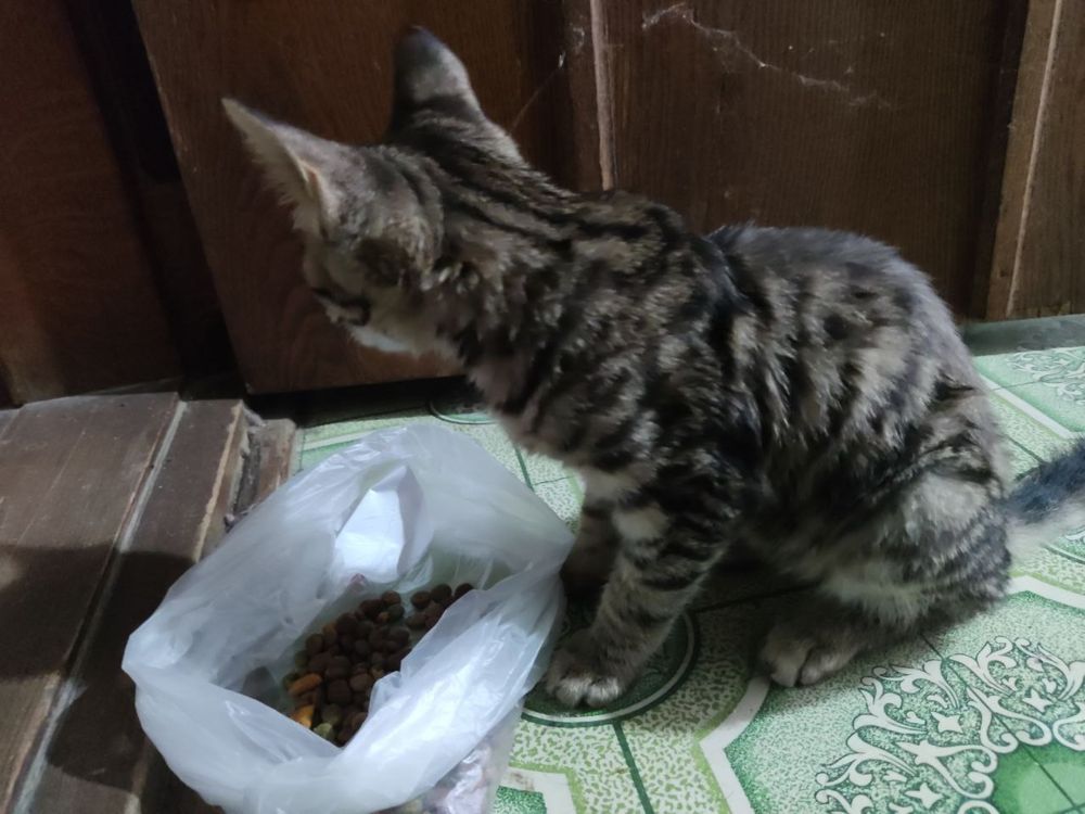 Котенок волнистый