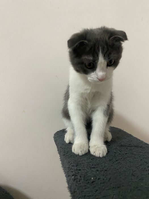 Ласковый котёнок четыре месяца вислоухий игривый кушает сам здоровый