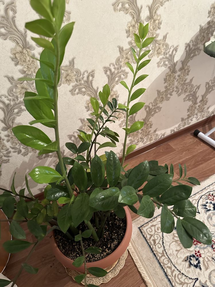 Продается замиокулькас