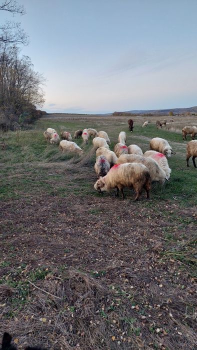 Oi de vânzare - Vând oi reformă