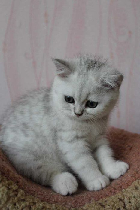 Серабрист Британский Шиншила