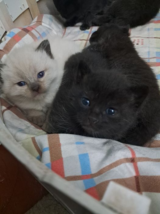 Котята сиямский и черный кошка шотландская