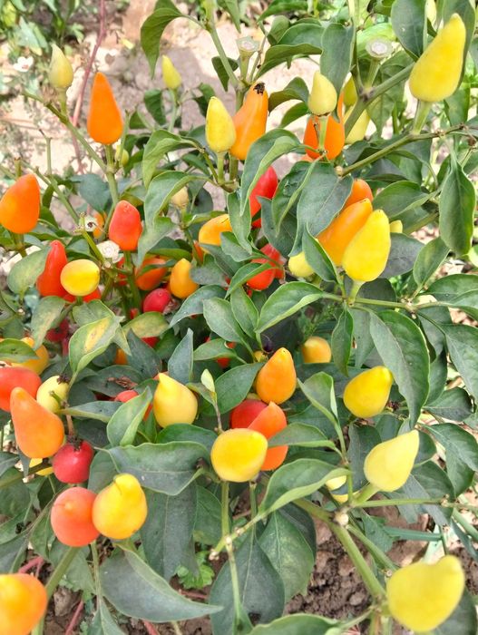 Перец горкий халапеньия турецкий