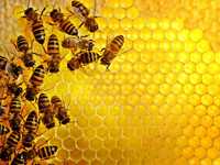 Пчёлы пчелопакеты