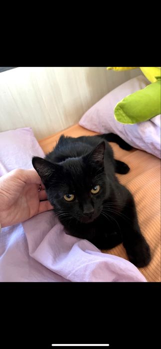 Отдам кота в добрые руки