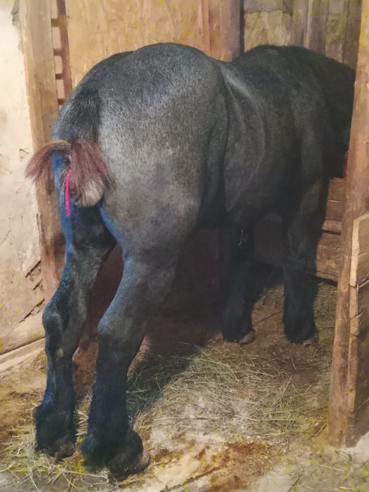 Vând mânz de un an jumate