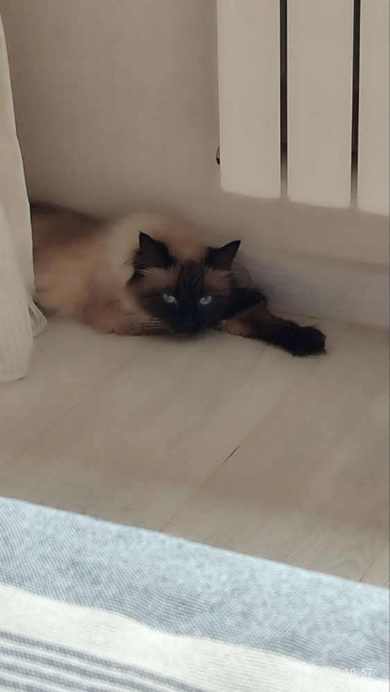 Сиамская кошка ищет кота