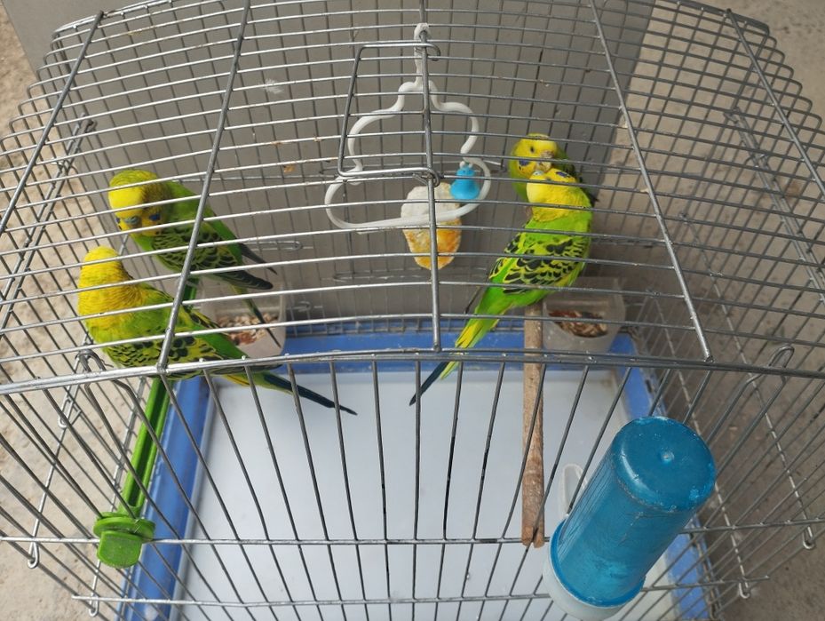 To'tiqush, попугай