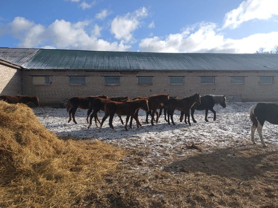 Продам кобылу с жеребятами цена ДОГОВОРНАЯ