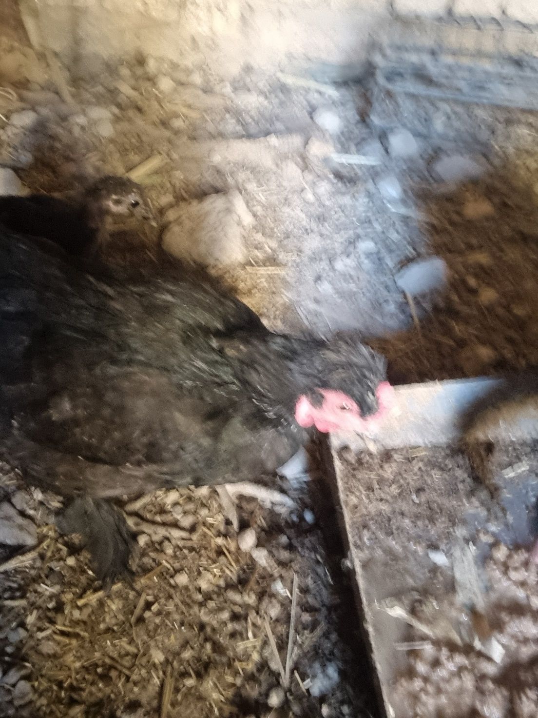 Yapon tovuq xoʻroz sotiladi