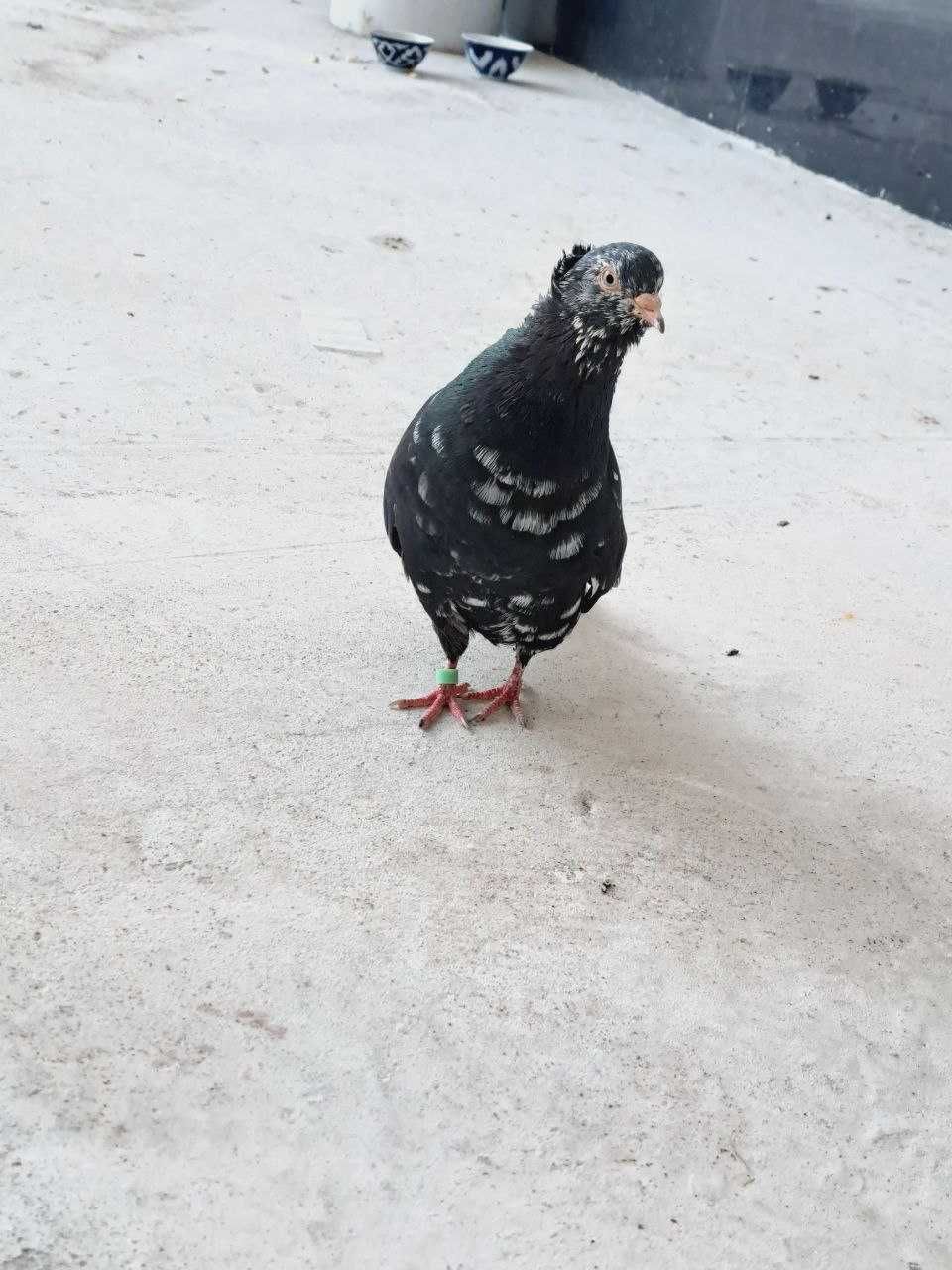 Zottor kaparli qush