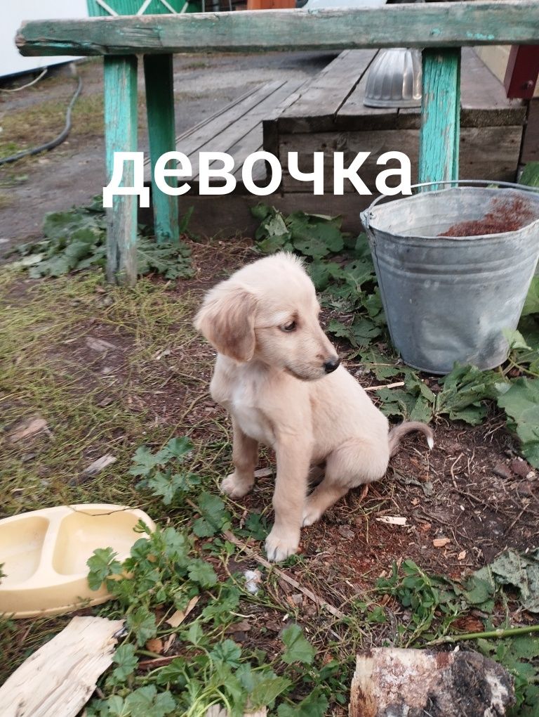 Щенки Тазы чистокровные