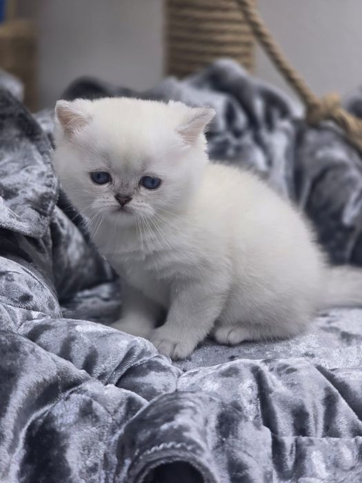 Плюшевые мишки британские