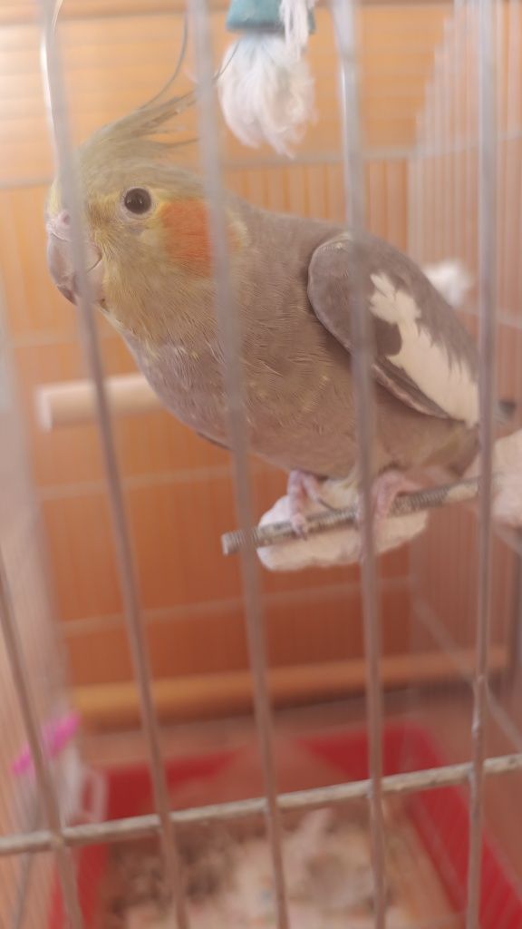 Папагалче Корела