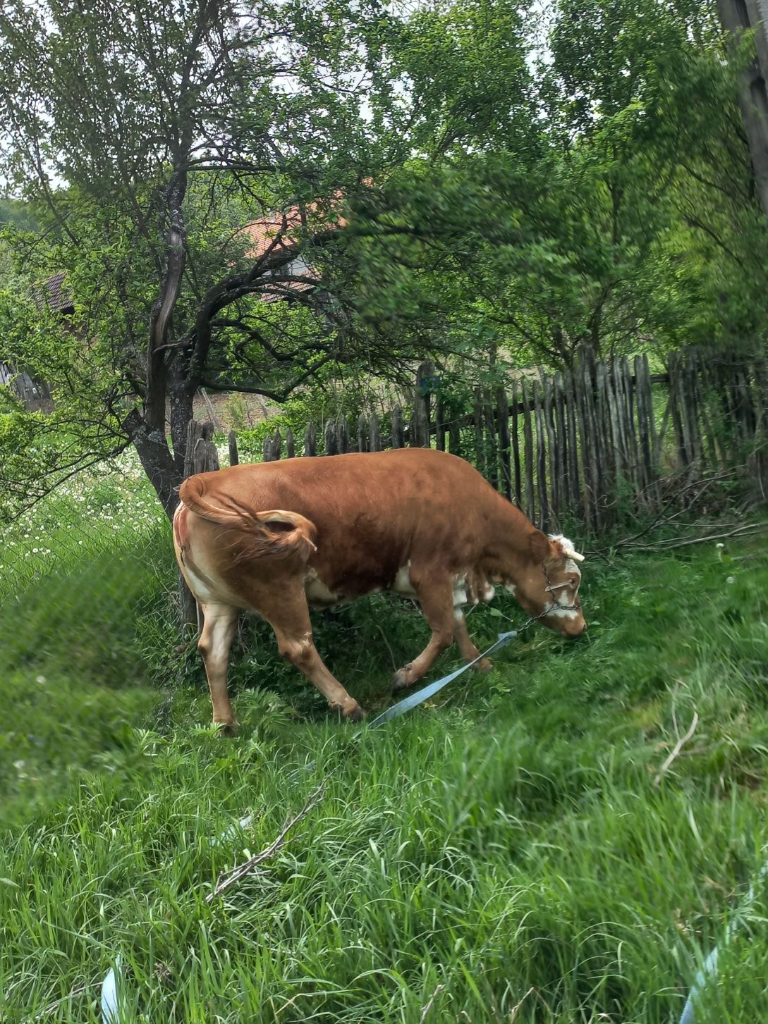 Vând vacă de carne