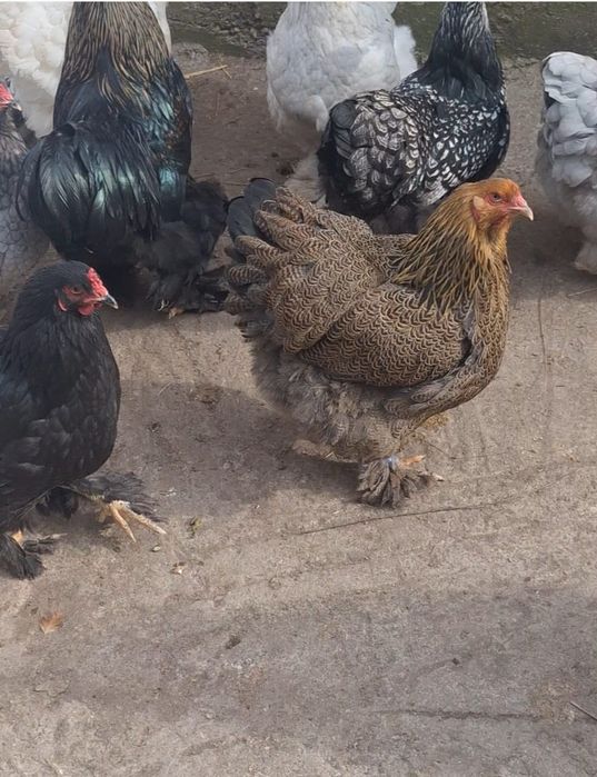 Oua pentru incubat