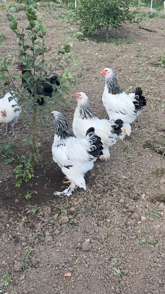 Brahma, FAMILI !