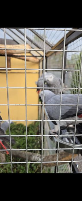 Vand pui blanzi  papagali jako