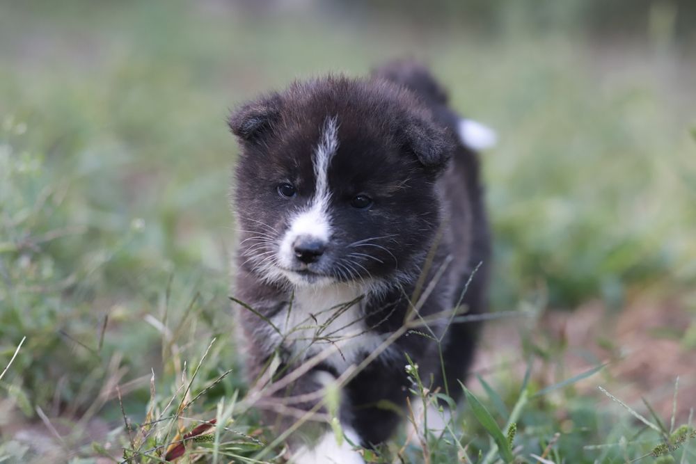 Akita Inu roscat si brindle (tigrat)