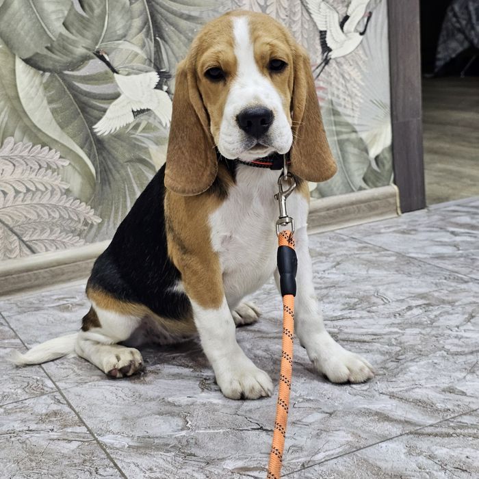 Породистая девочка бигль