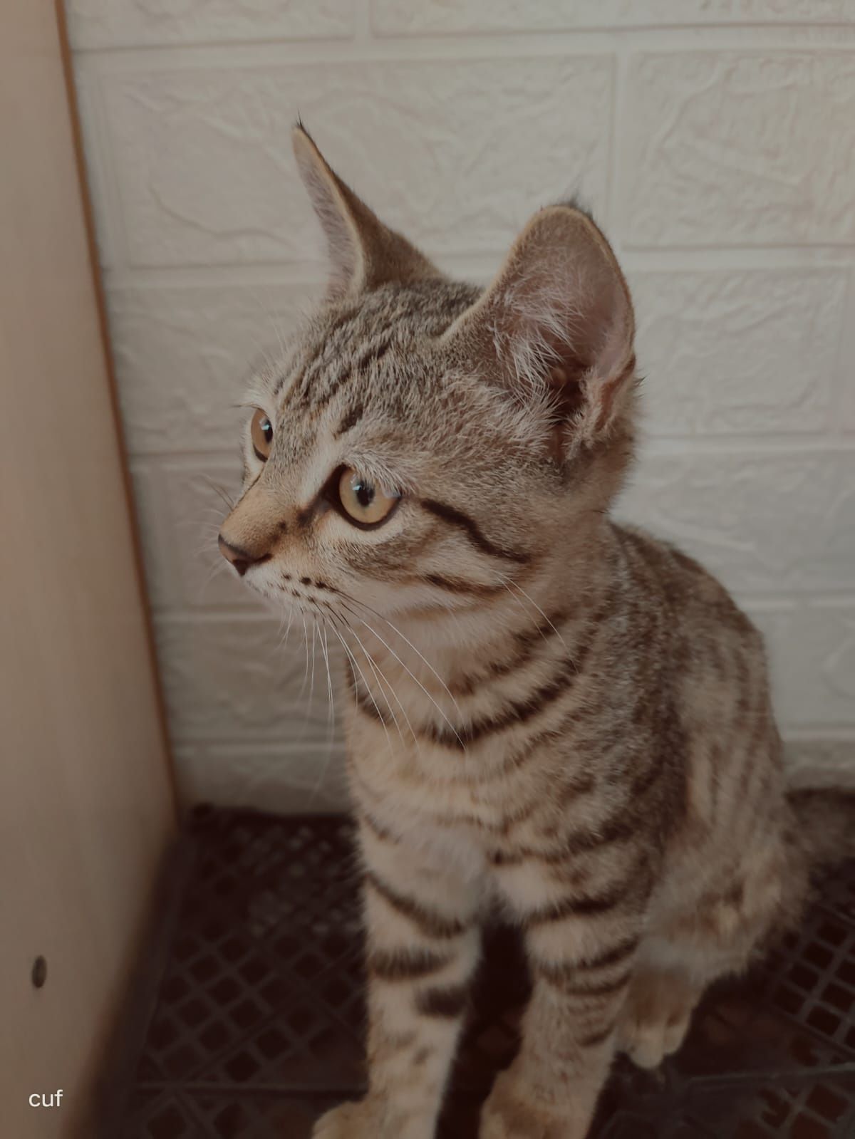 Отдам бесплатно котят