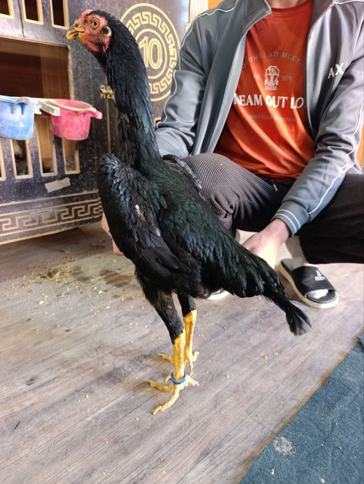 Privaznoy toza o shamo makyonla sotiladi