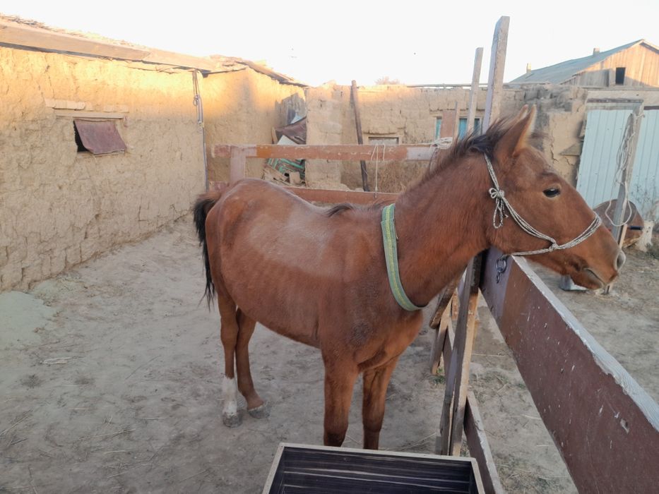 Лошадь тай 300 000