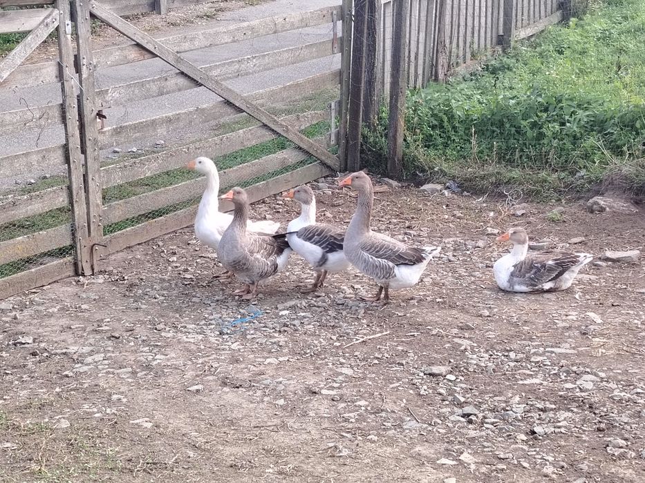 Gâște tinere de vânzare