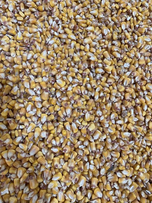 Vand porumb recolta 2025