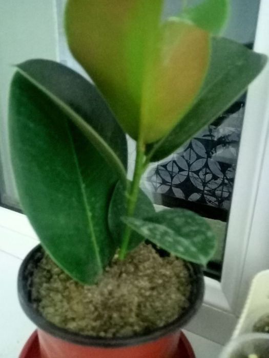 Hilma hil gullar tabiy uy sharoyitida osgan.