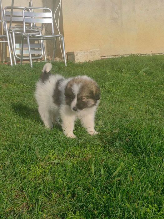 Продавам каракачански овчарки