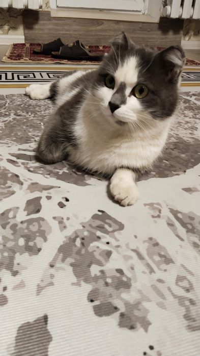 Отдам кота в хорошие руки.